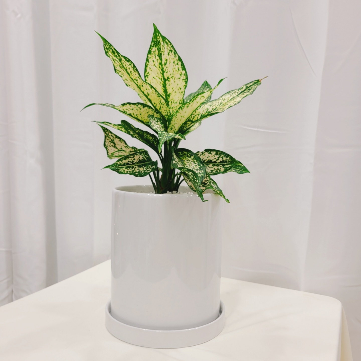 3555378763_lHuXG8Fa_593873a4410a50ed778b72bf73b10a3fcb499d71.jpg 이미지크게보기